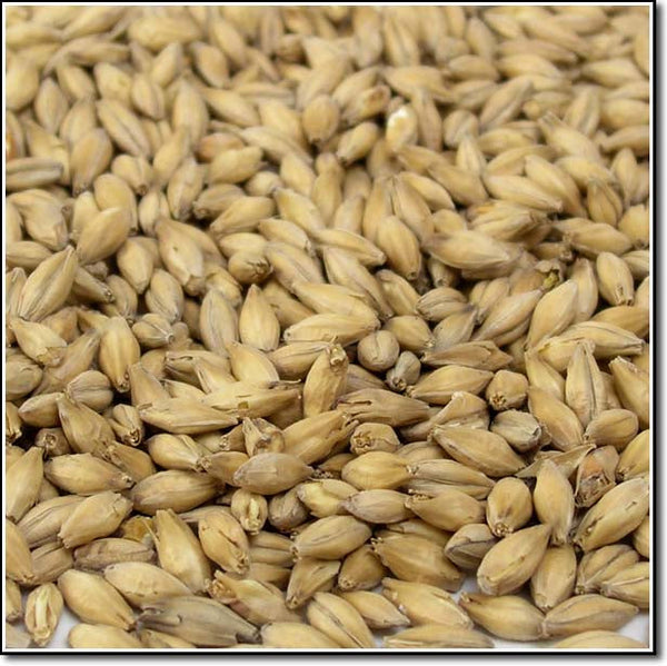 Close-up view of Crisp Pale Ale Malt