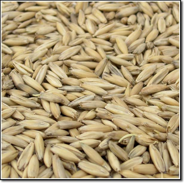 close-up of Fawcett Oat Malt