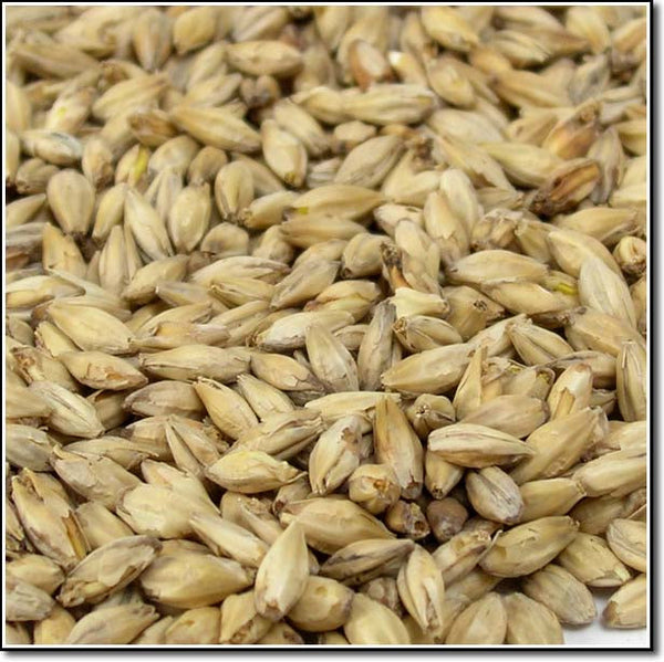 Close-up view of Briess Ashburne® Mild Malt