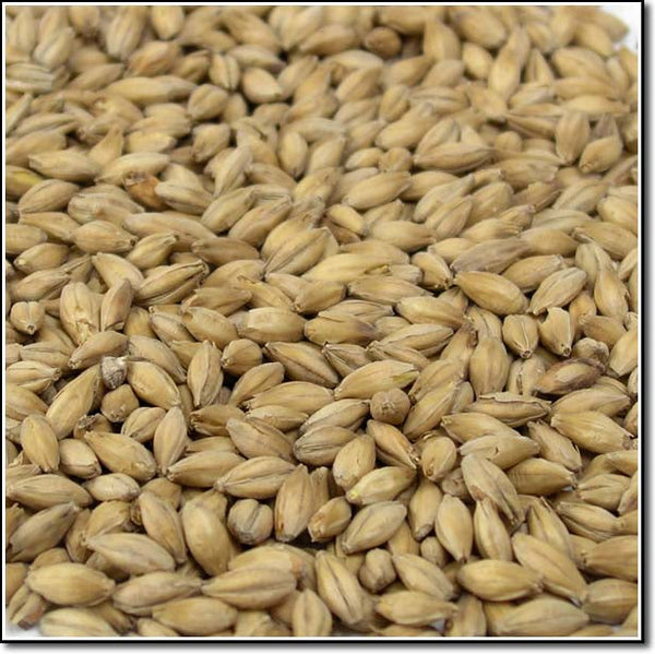 Close-up of Maris Otter Malt