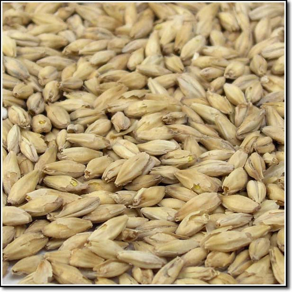 Close-up of Rahr Pilsner Malt