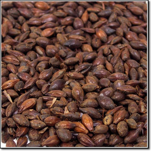 Close-up view of Briess Organic Roasted Barley