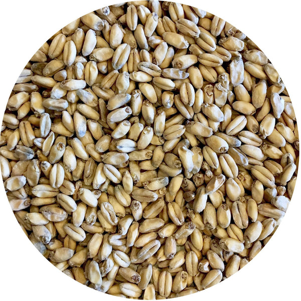 Mecca Grade Shaniko Malt in a detailed view