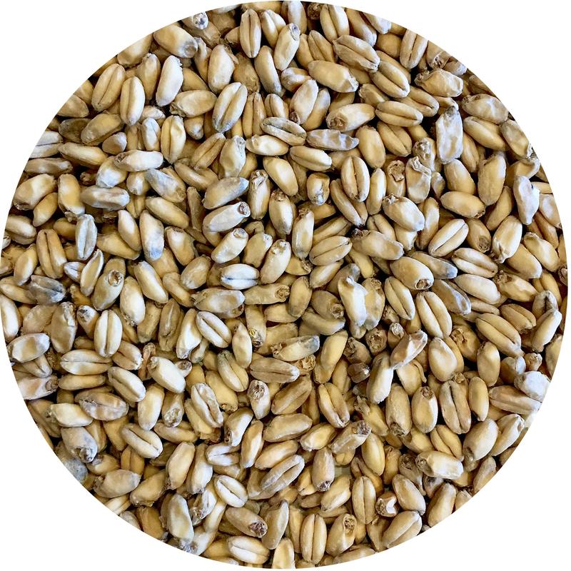 Detail-view of german spelt malt